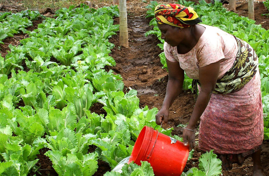 What Should be the Focus of Agricultural Policy Reforms in SubSaharan