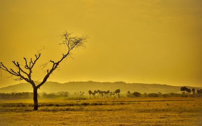 Global land-use change and greenhouse gas emissions due to recent European biofuel policies