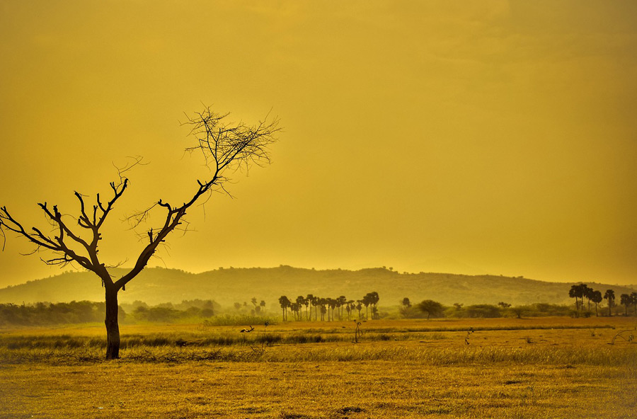 Global land-use change and greenhouse gas emissions due to recent European biofuel policies