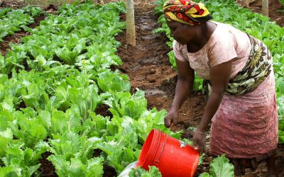 What Should be the Focus of Agricultural Policy Reforms in Sub-Saharan Africa?