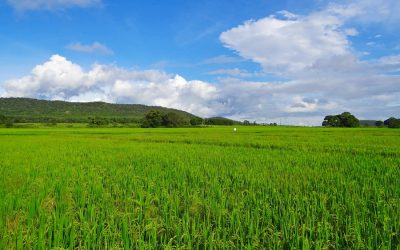 Bridging the Gap: Is Blockchain the big next thing in Indian agriculture? UNDP in India