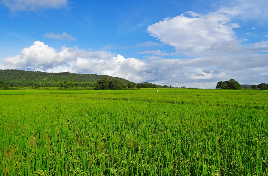 Bridging the Gap: Is Blockchain the big next thing in Indian agriculture? UNDP in India