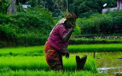 Agricultural production, irrigation, climate change, and water scarcity in India